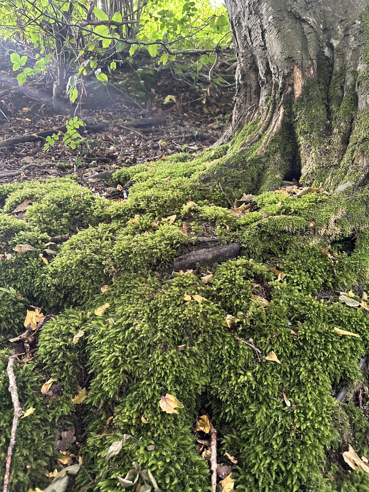 Ancient tree roots at Bay Pond Shaw — centuries-old root systems emerging from the woodland floor above ironstone High Weald bedrock.