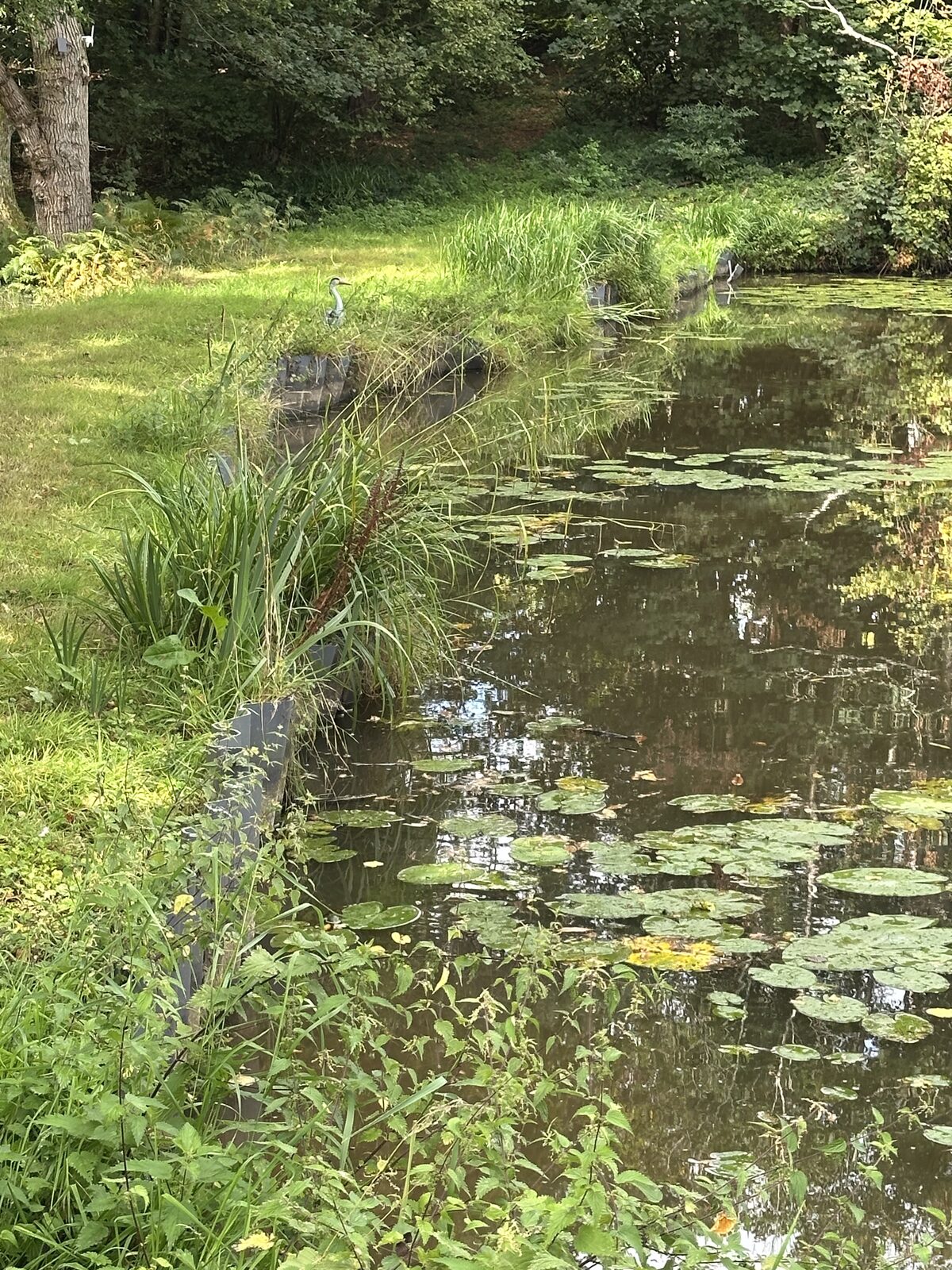 The estate wildlife pond at Bay Pond Shaw — a separate water feature supporting marginal aquatic plants, amphibians, and invertebrate communities.
