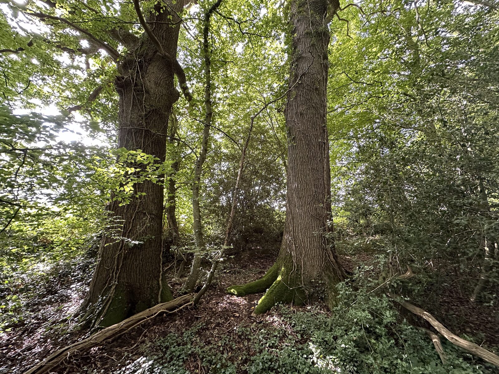 Bay Pond Shaw ancient woodland — the stand of sessile oak, hornbeam, and wild service tree that forms the core of the estate's 1.6-acre gill woodland.