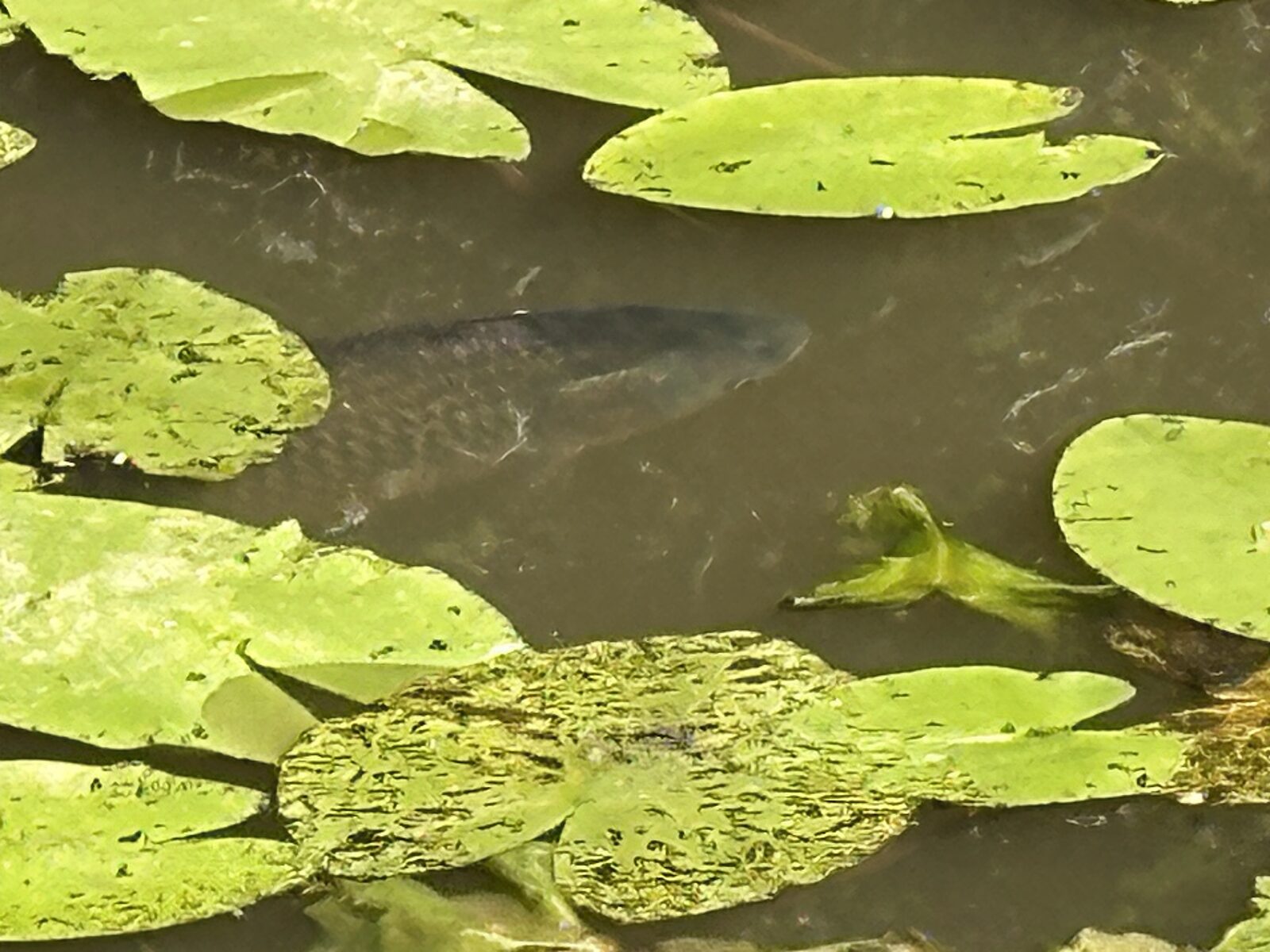 Carp visible among lily pads at Bay Pond Shaw — wild fish moving through the marginal shallows of the ancient hammer pond.