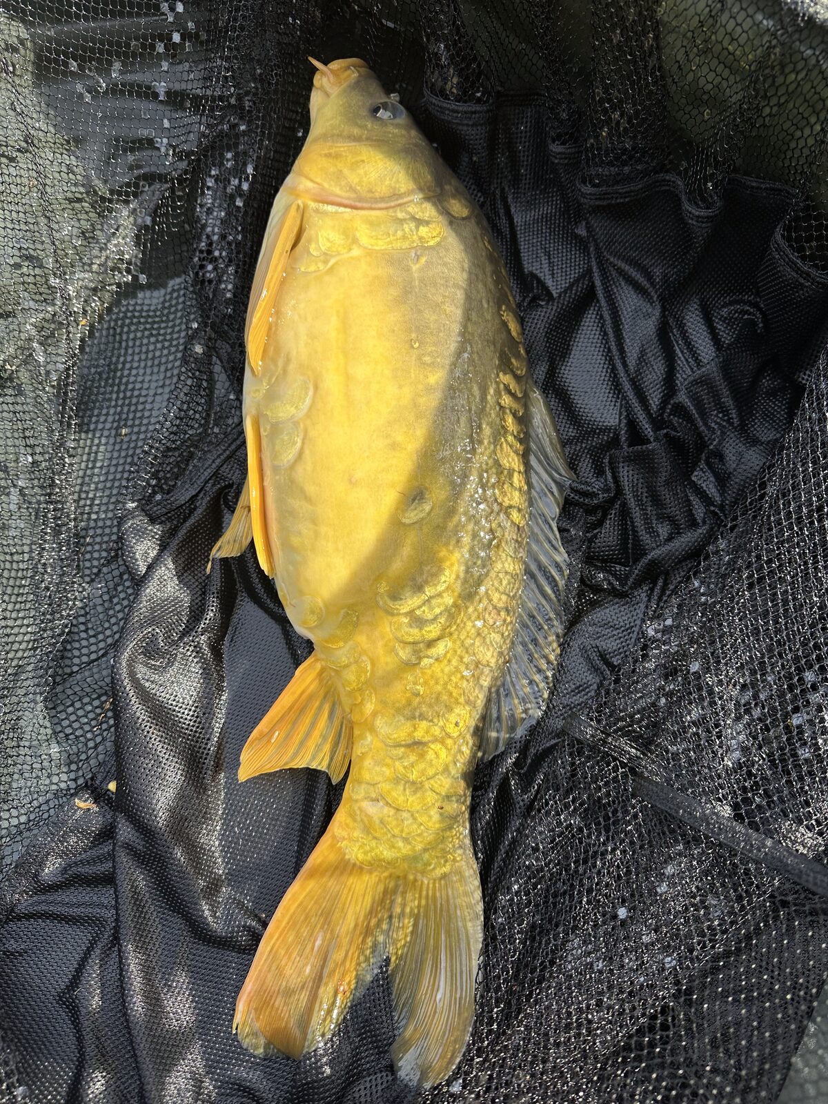 Carp visible at the surface at Bay Pond Shaw — the golden flank of a common carp in the tannin-coloured hammer pond water.