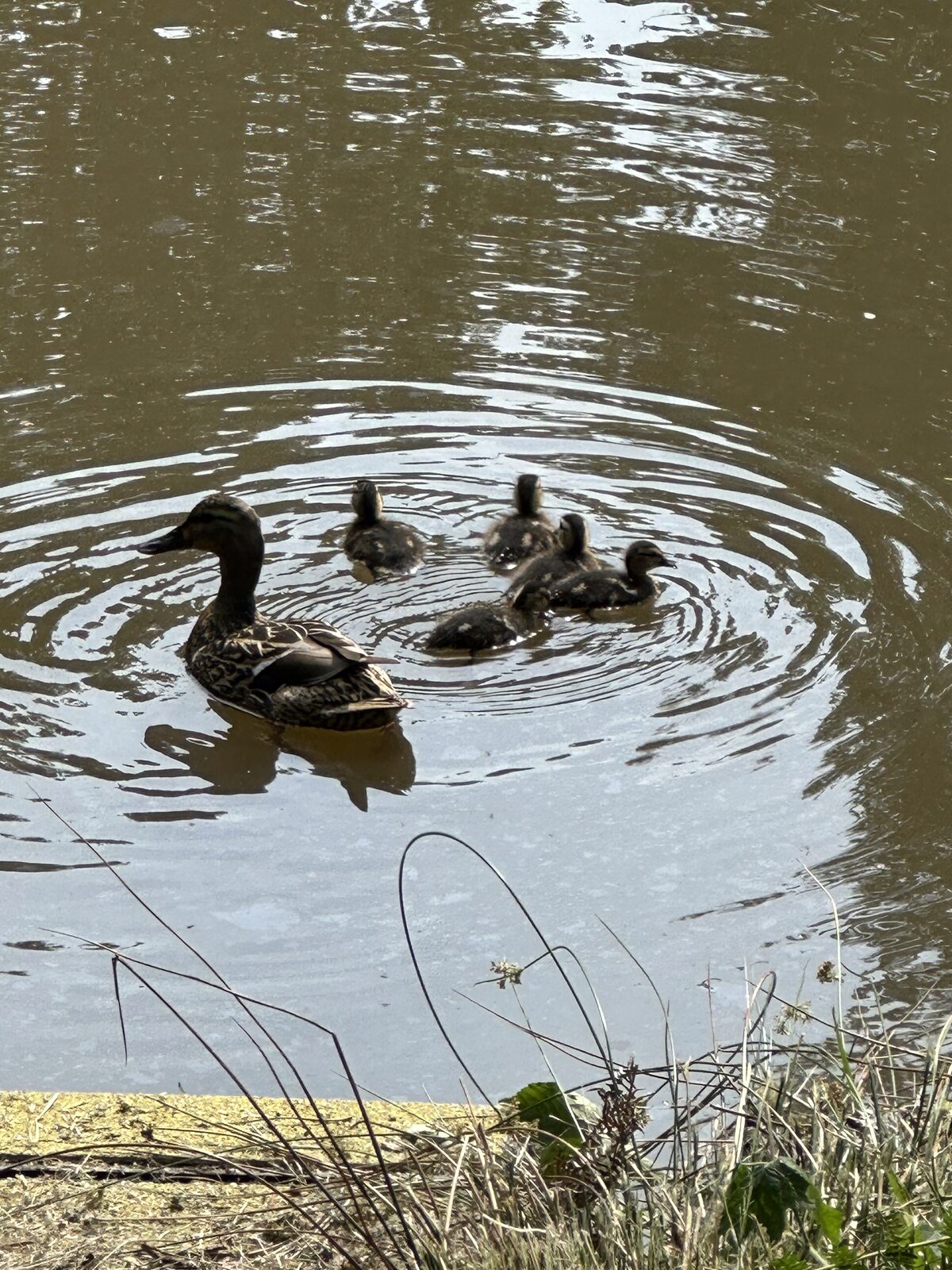 Mallard with ducklings on the lake at Bay Pond Shaw — the hammer pond supports a resident breeding waterfowl population each spring.
