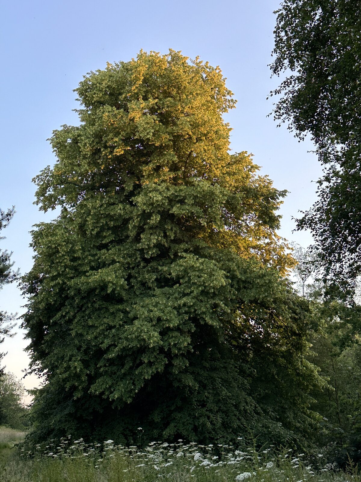 A magnificent ancient tree at Bay Pond Shaw in early autumn — the estate's boundary trees turning as the season shifts across the High Weald.