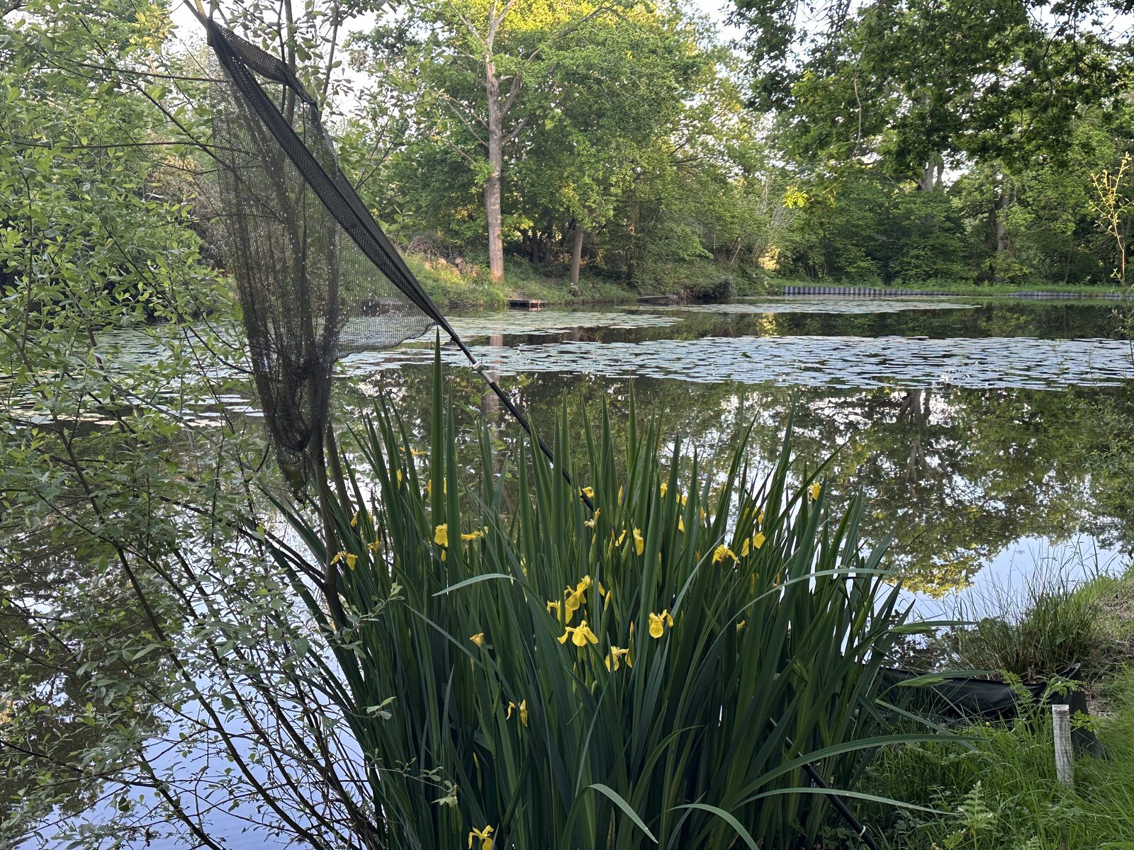 Yellow iris, landing net, and the surface of Bay Pond Shaw — the flora and the fishery intertwined on this ancient estate water.