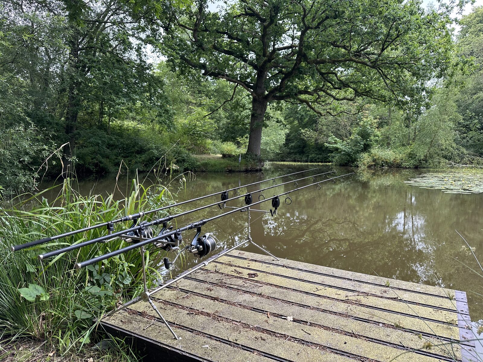 Fishing rods on the bank at Bay Pond Shaw — the quiet of a private lake, no other anglers, no noise, no interruption.