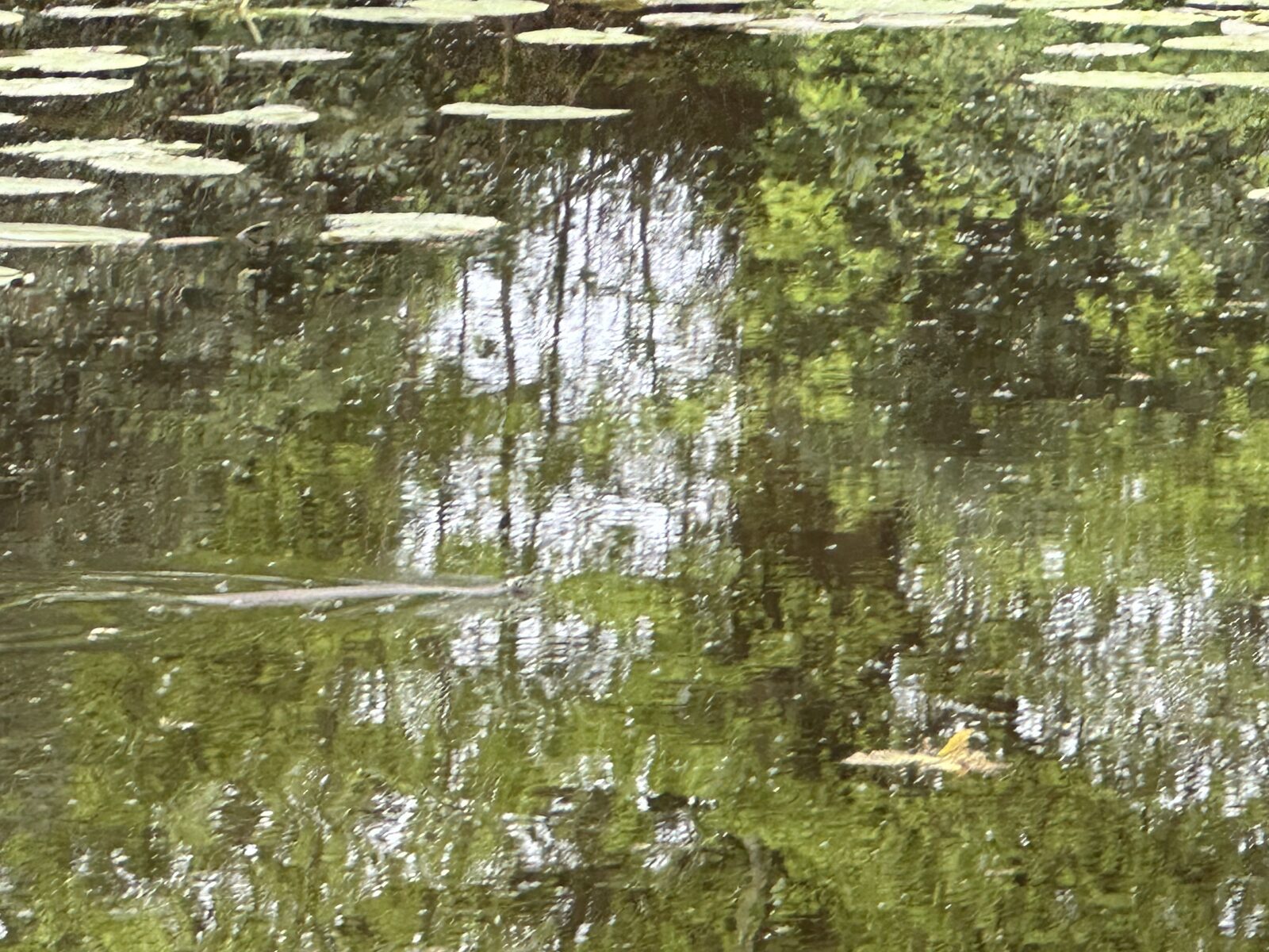 Wildlife at the water's edge at Bay Pond Shaw — the lake and its margins function as a functioning habitat corridor for birds and mammals year-round.