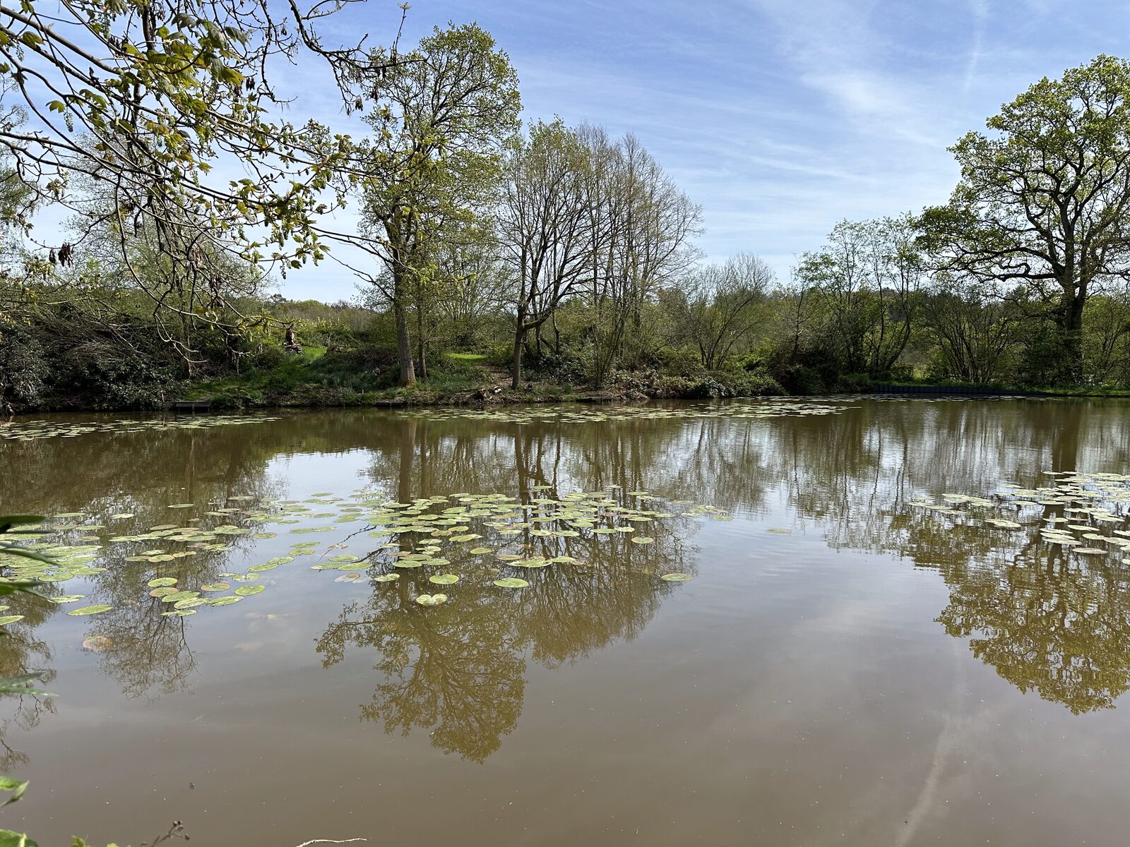 Spring lily pads emerging at Bay Pond Shaw — early season growth against a clear blue sky and the surrounding ancient woodland.