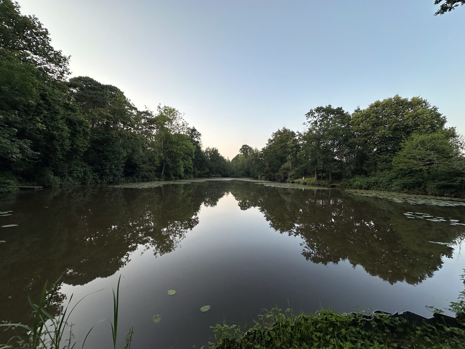 Bay Pond Shaw lake at dawn — perfect symmetry in the still water, lily pads reaching both shores, ancient woodland framing the horizon.