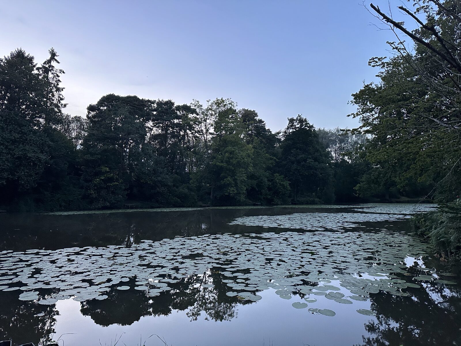 Lily pads at Bay Pond Shaw in summer — the surface coverage that defines the character of this ancient hammer pond.
