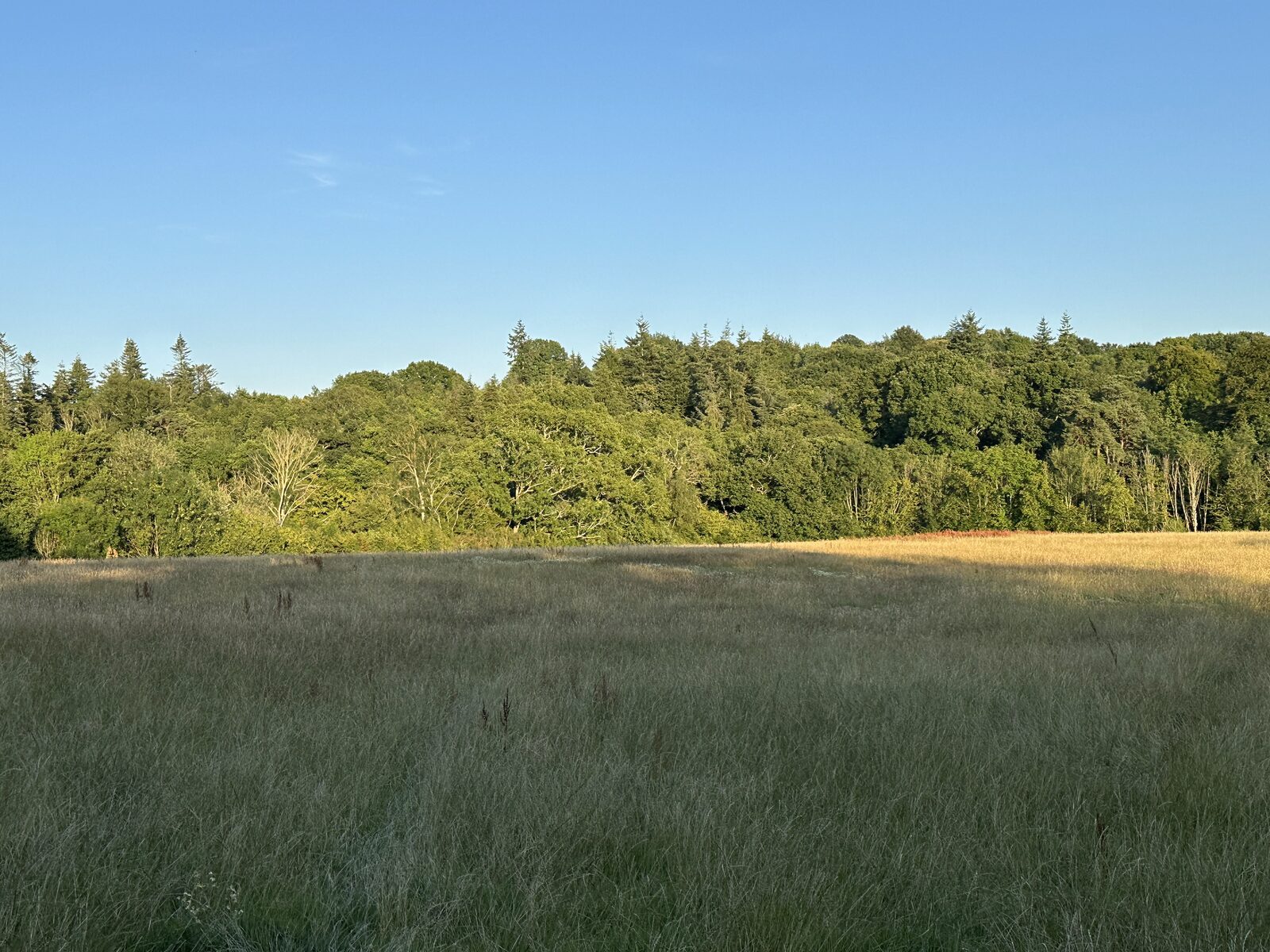 Bay Pond Shaw open meadow at golden hour — clear blue sky, the unimproved grassland in evening light.
