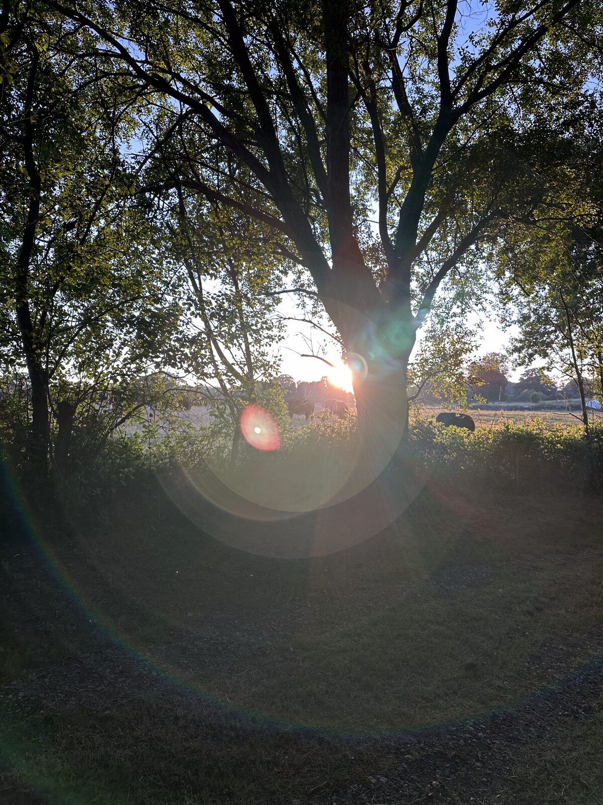 Late sun through a boundary oak at Bay Pond Shaw — the farm fields and meadow stretching behind, the day ending over the High Weald.