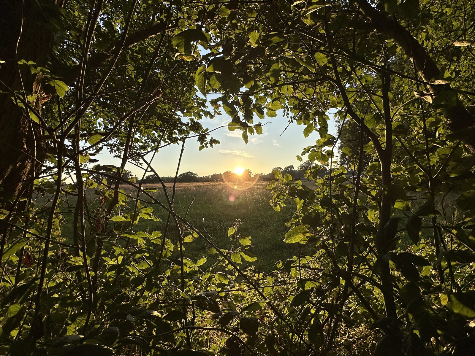 Bay Pond Shaw estate at dusk — the open wildflower meadow framed through ancient hedgerow with a deep amber sky above the High Weald treeline.