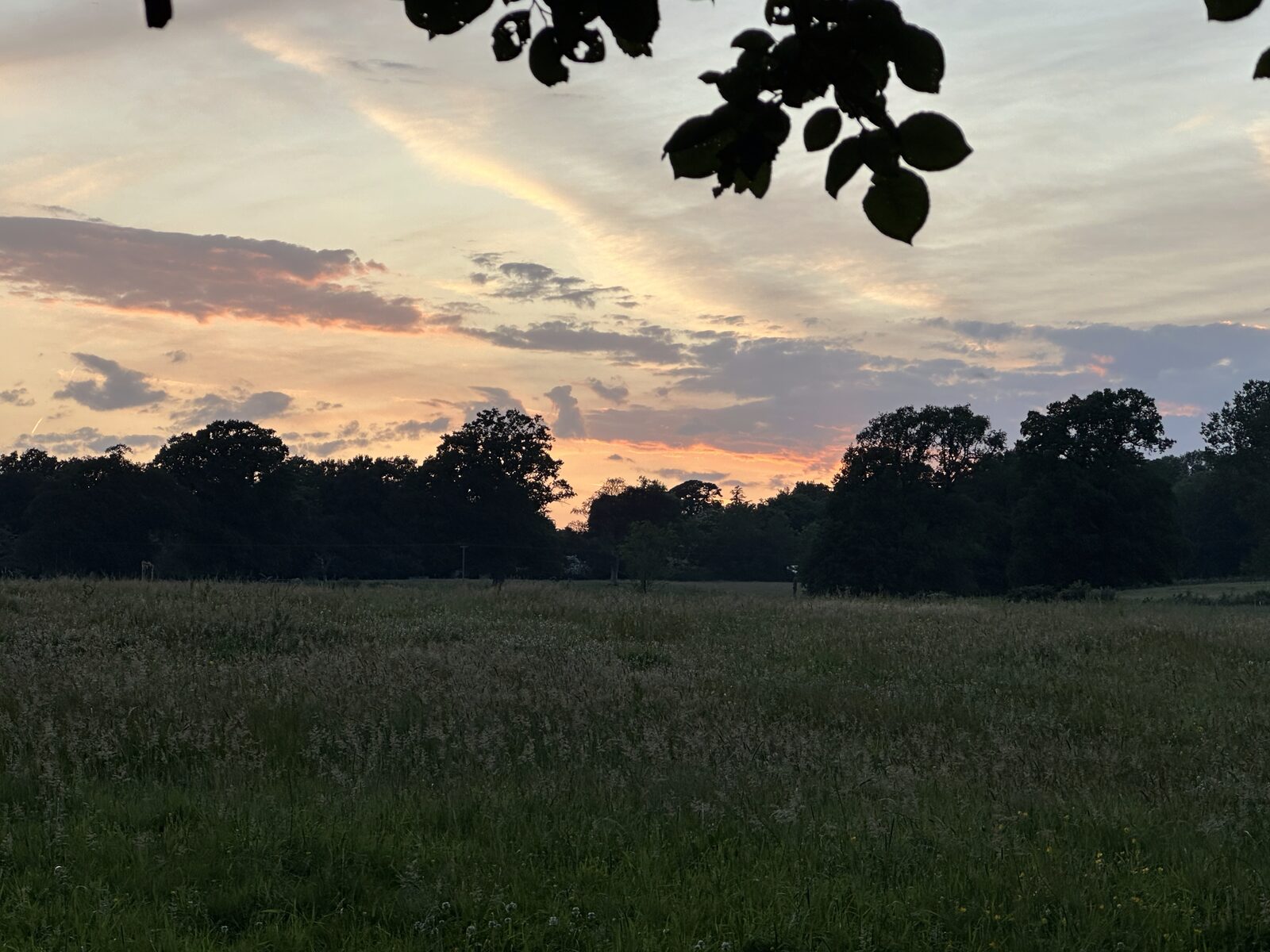 Bay Pond Shaw meadow grasses at dusk — the taller unmanaged areas that support the estate's invertebrate populations.