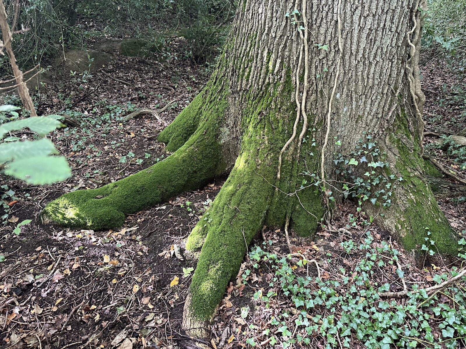 Wide mossy root system at Bay Pond Shaw — the ancient root structure of one of the estate's oldest surviving trees, carpeted in woodland moss.