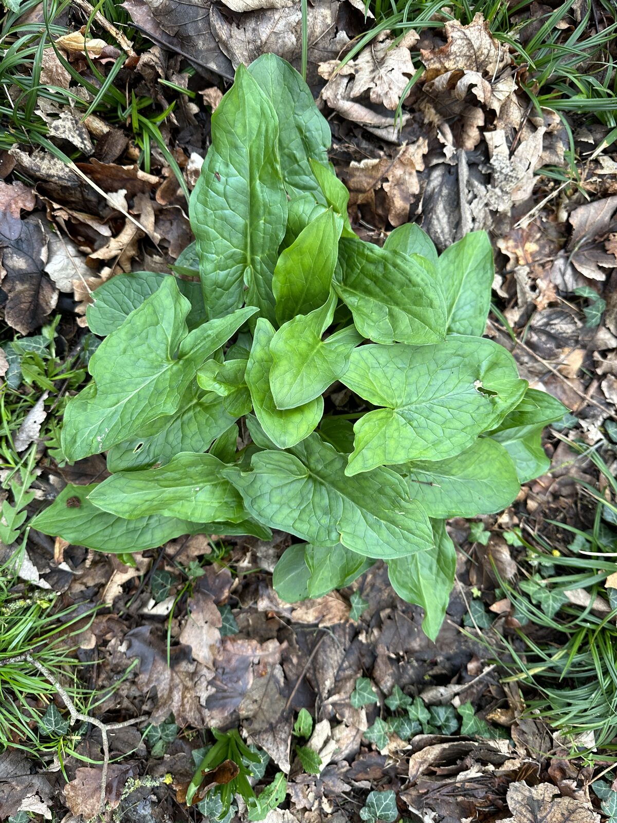 Wild arum (lords-and-ladies) leaves at Bay Pond Shaw in spring — a characteristic plant of ancient woodland and undisturbed hedge banks.
