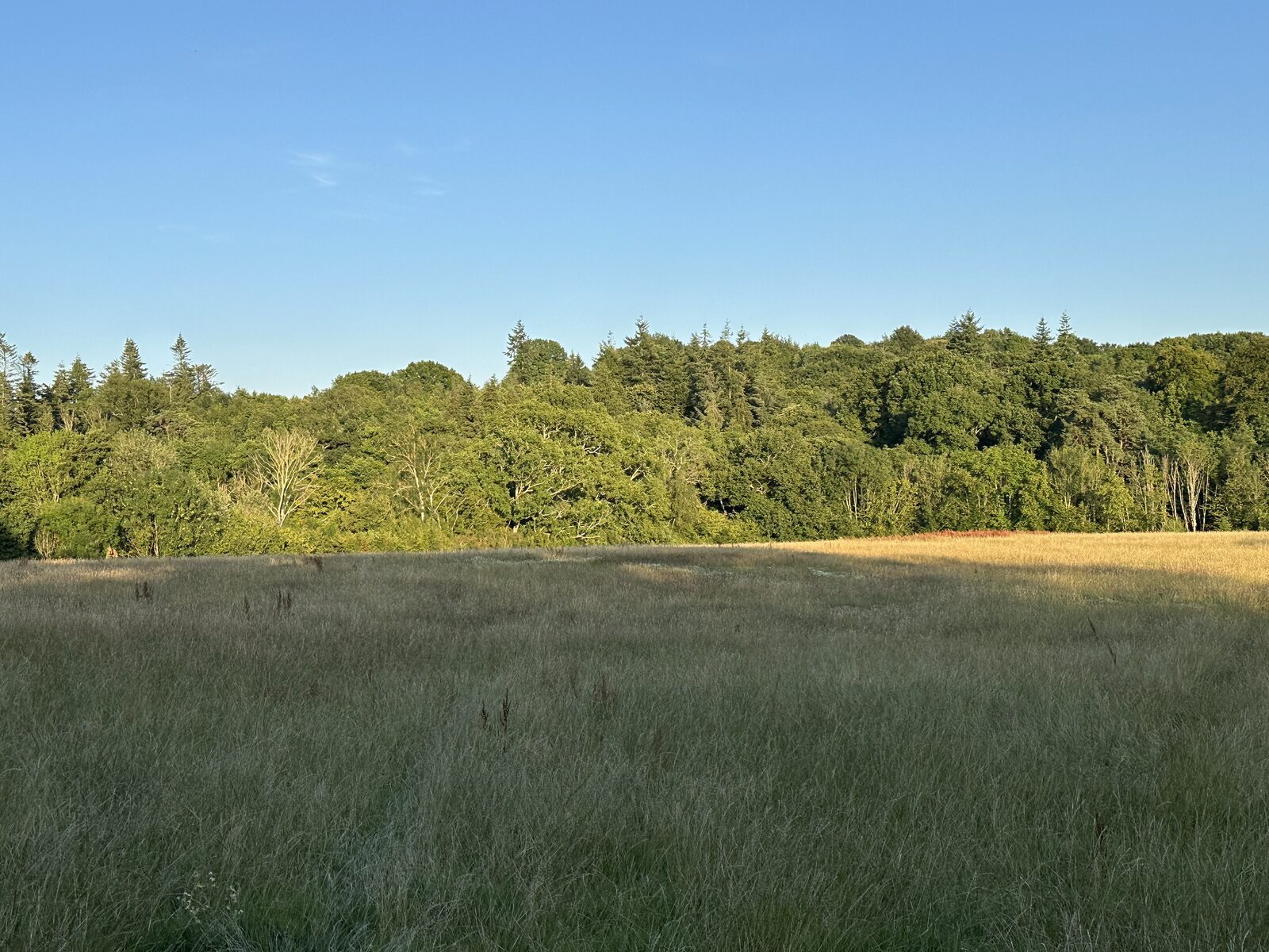 The open Back Meadow at Bay Pond Shaw in summer &mdash; 5.5 acres of private High Weald grassland available for exclusive day hire for private events and family gatherings.