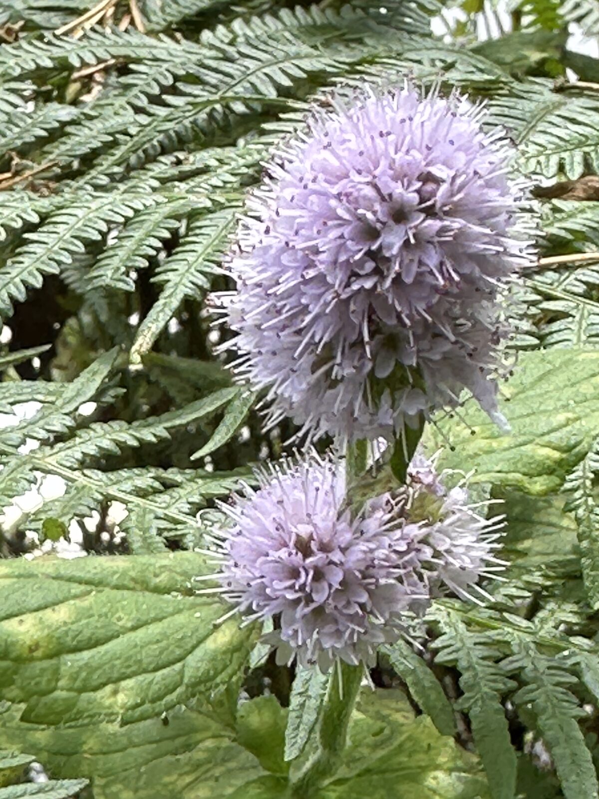 Water mint in flower at the gill stream margin of Bay Pond Shaw — one of several aquatic marginal species at the woodland edge.