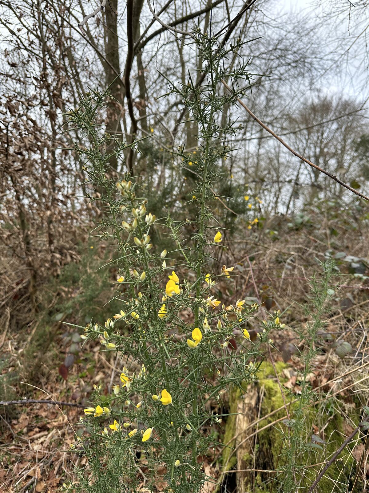 Gorse in flower at the woodland edge of Bay Pond Shaw — one of many native shrub species in the unmanaged boundary zones.