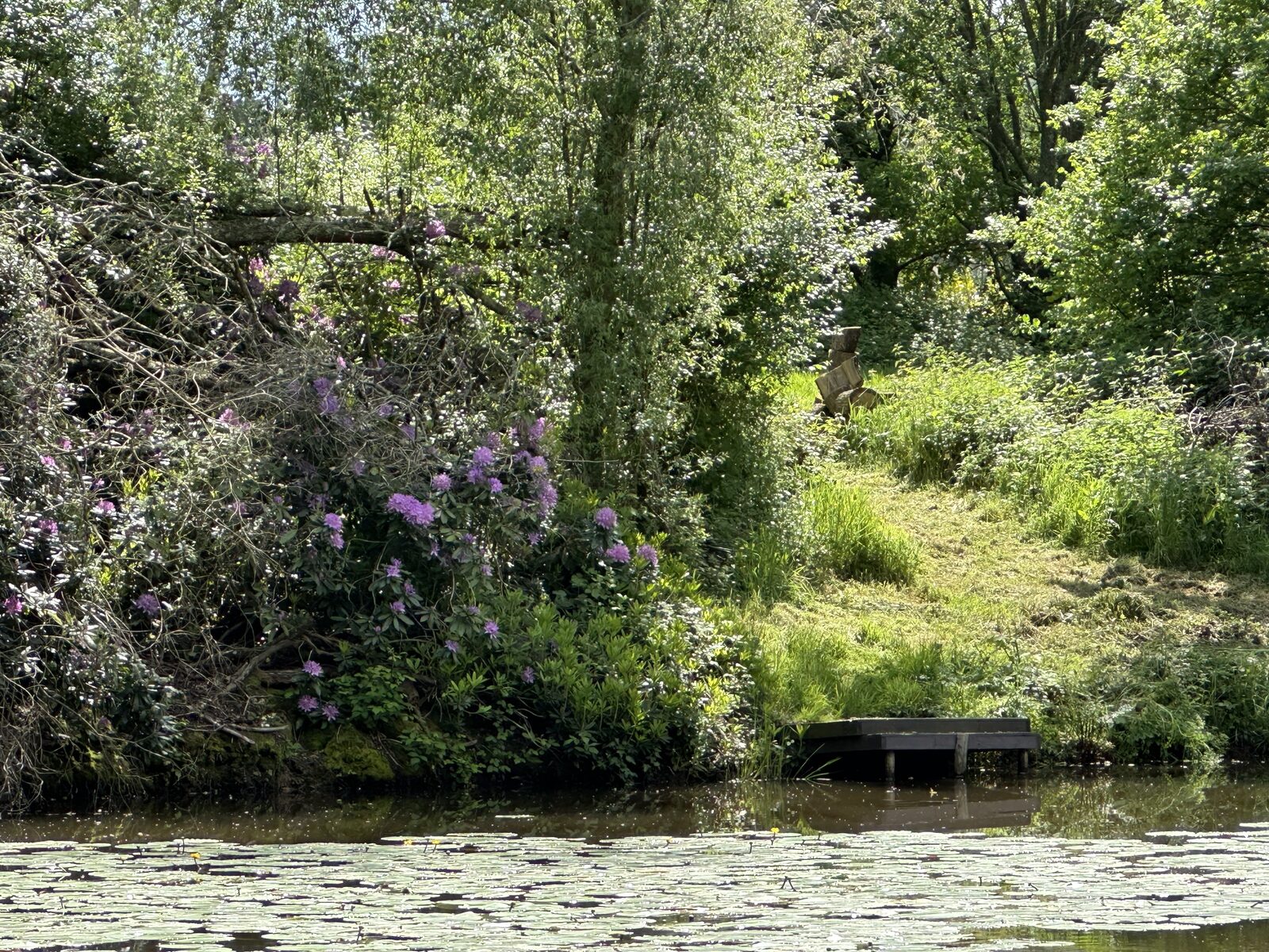 Rhododendrons in full bloom at the water's edge at Bay Pond Shaw — ancient oak overhanging, lily pads below, a characteristic estate composition.