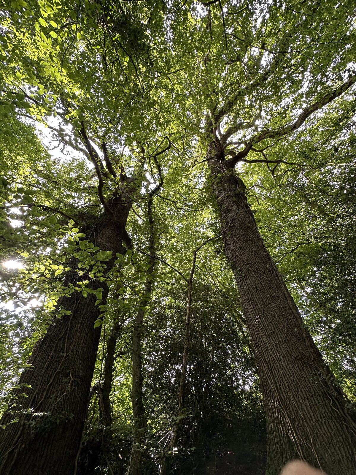 Looking straight up through the oak canopy at Bay Pond Shaw — centuries-old branches against the sky of the High Weald.