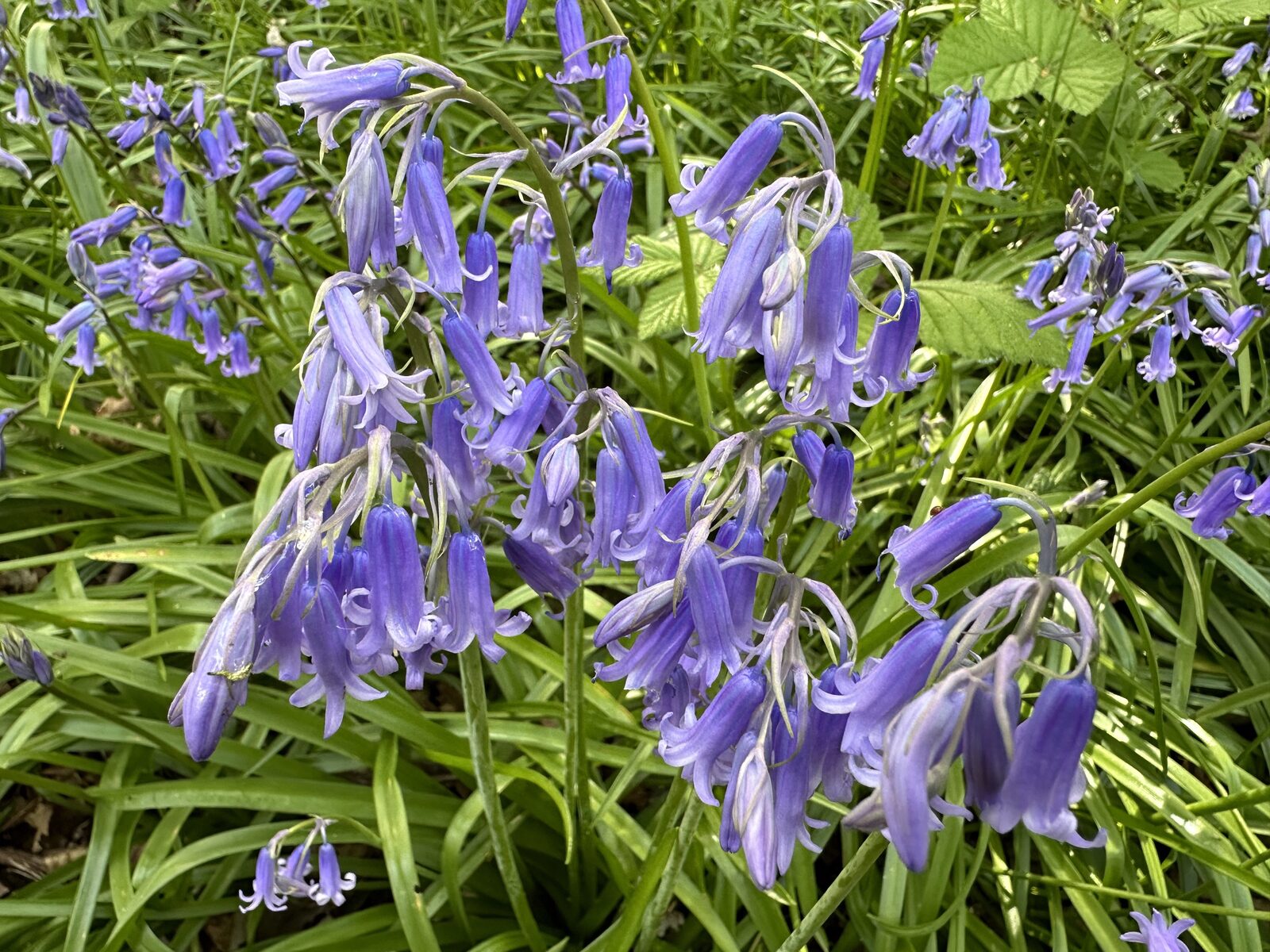 Native bluebells carpeting the floor of Bay Pond Shaw ancient woodland in late April — one of the most reliable indicators of long woodland continuity.