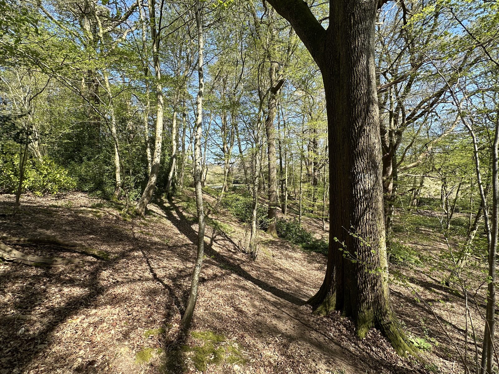 The gill stream margin at Bay Pond Shaw in spring sunshine — the stream-fed edge of the ancient woodland in early season light.